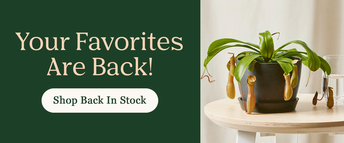 Back in Stock