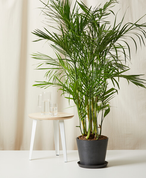 Bamboo Palm
