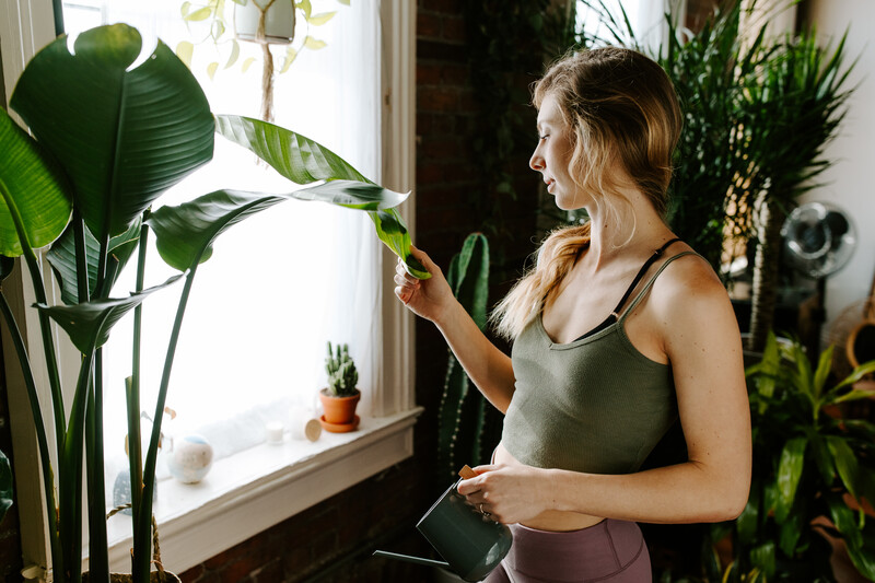 Indoor Plants