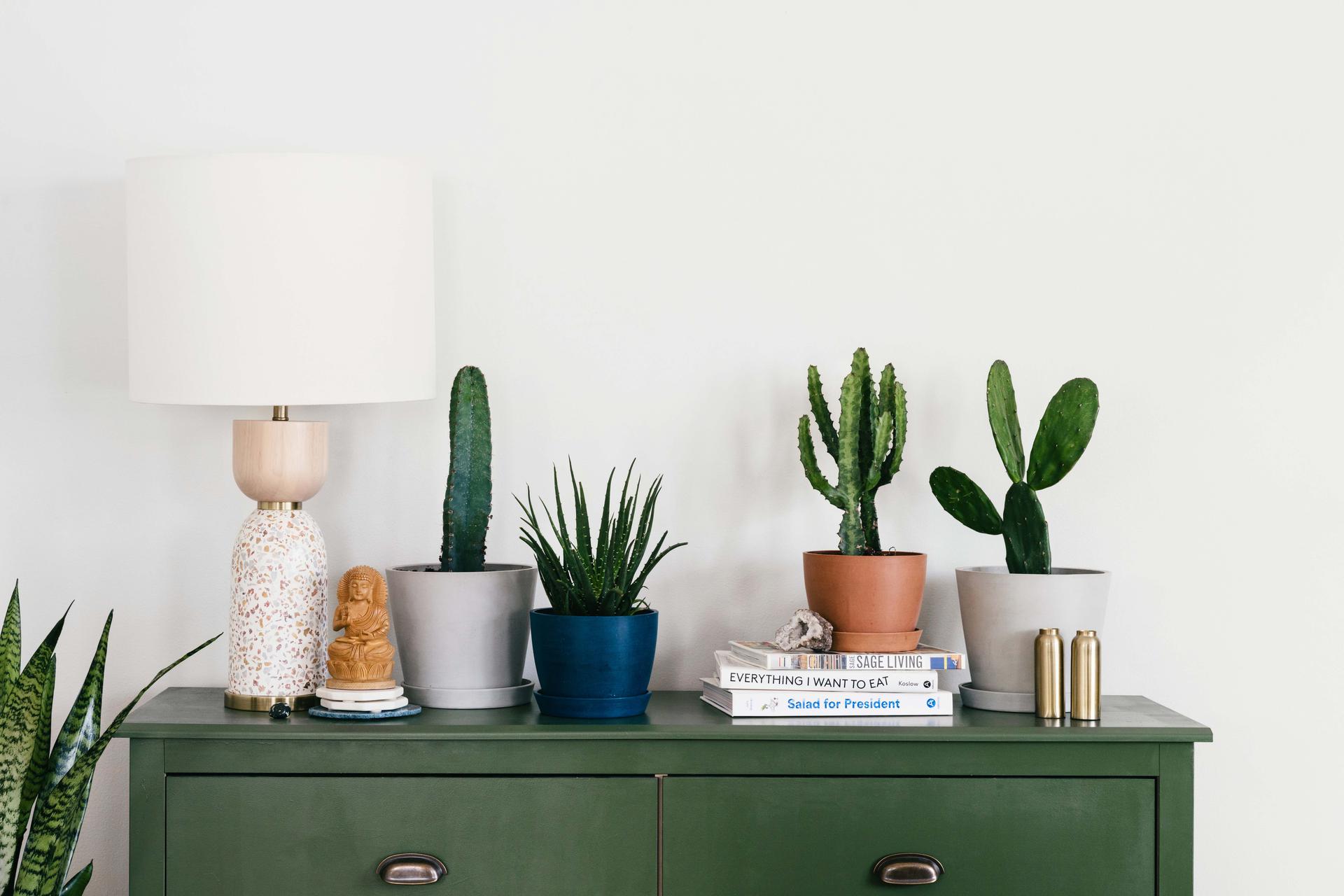 A desk with an aloe plant, three cacti a lamp and books.