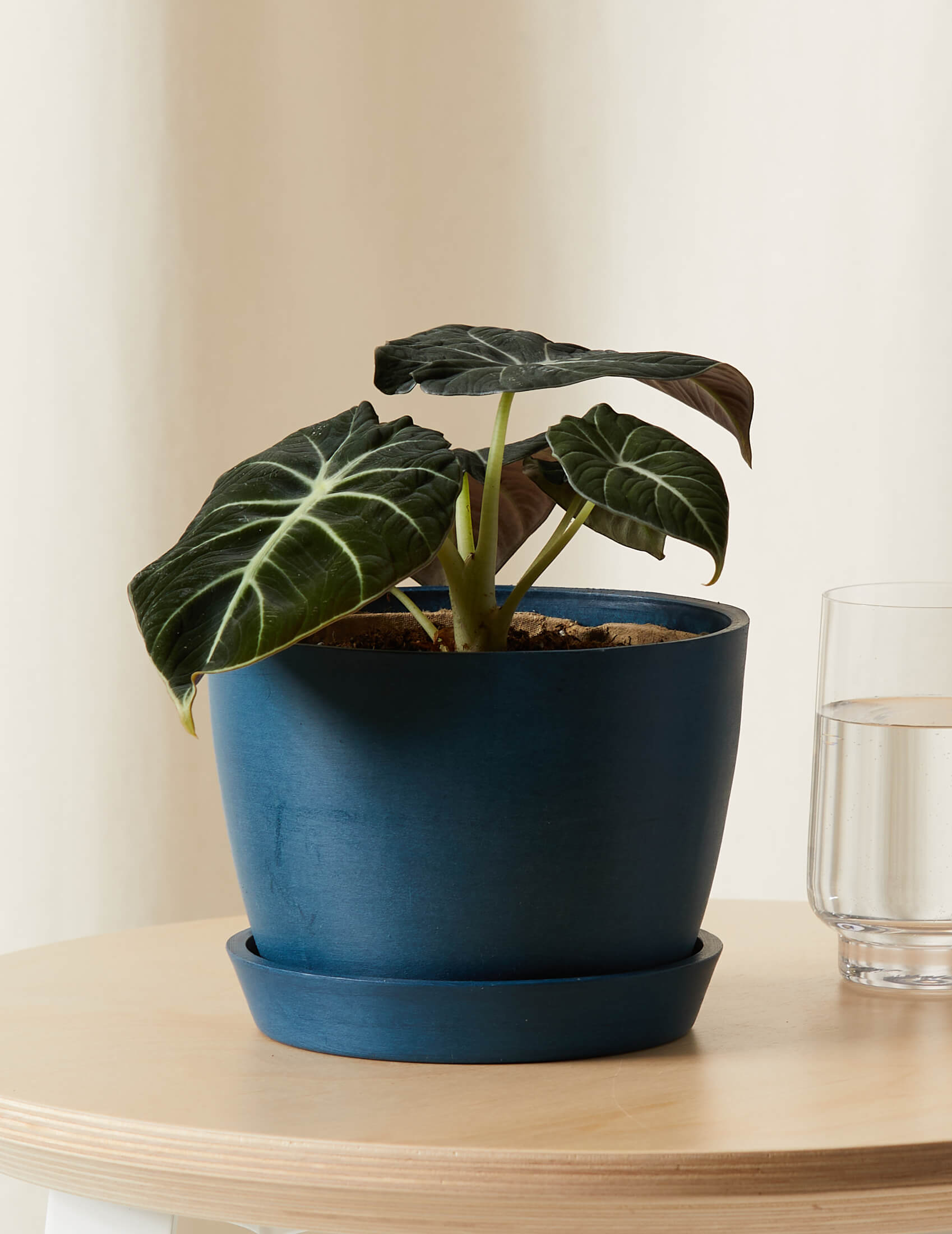 Alocasia Black Velvet