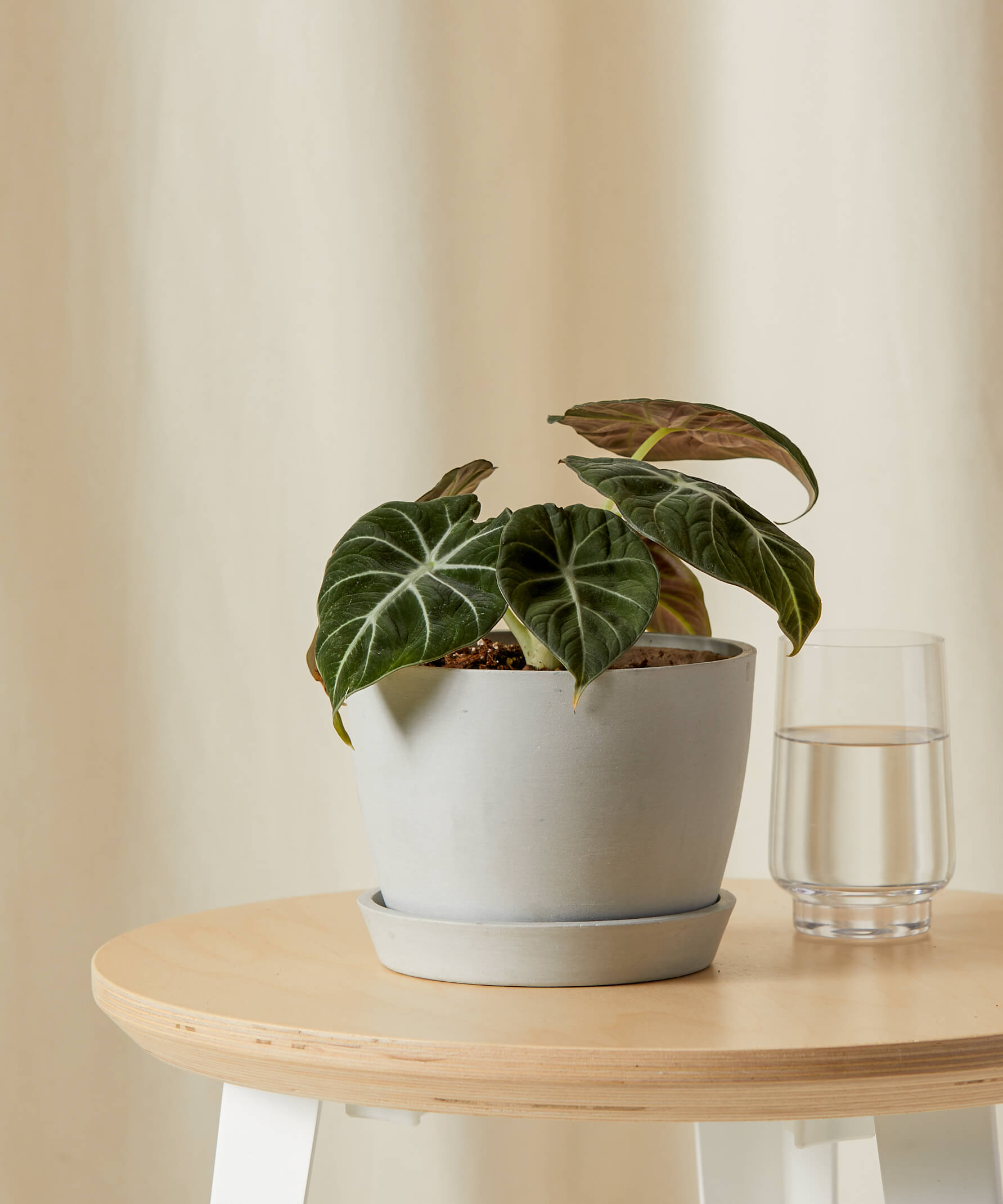 Alocasia Black Velvet