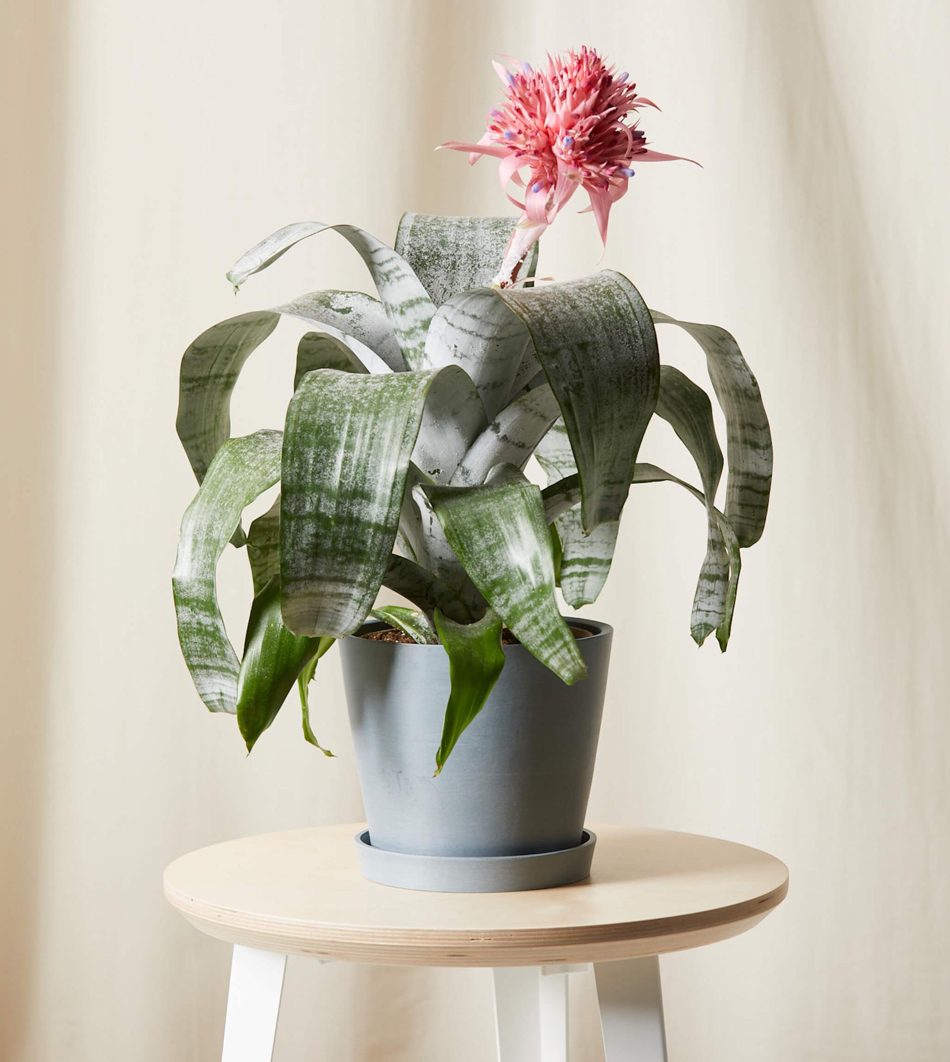 Bromeliad Aechmea Pink