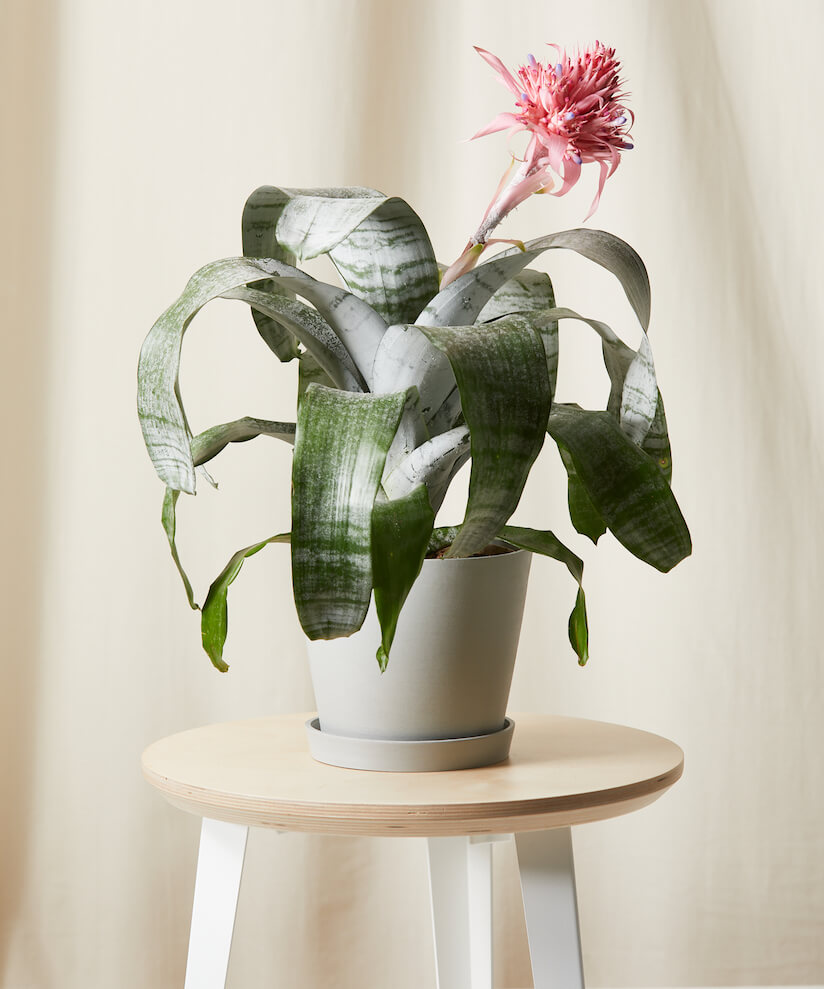 Aechmea Pink