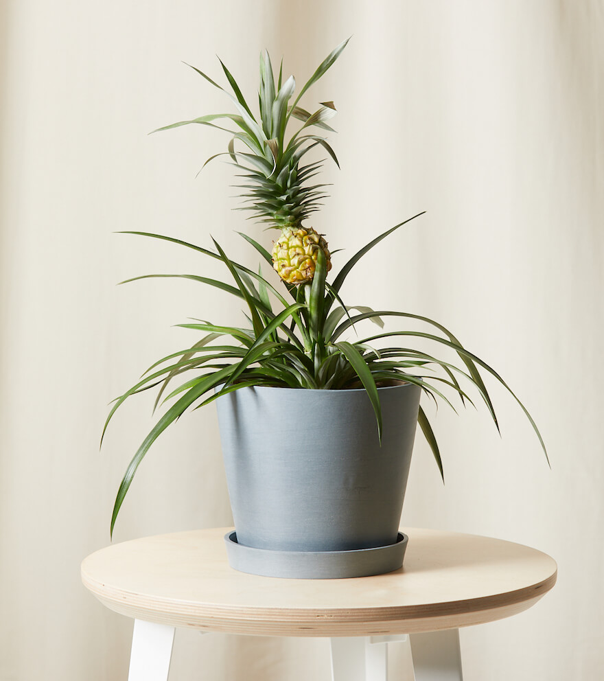 Bromeliad Pineapple