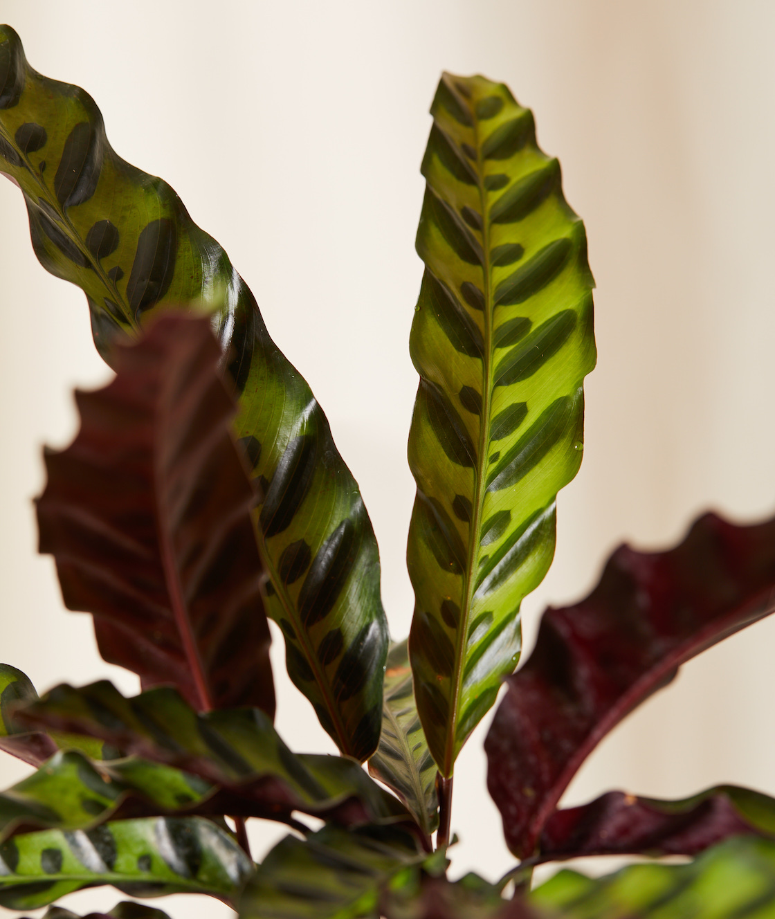 Calathea Rattlesnake