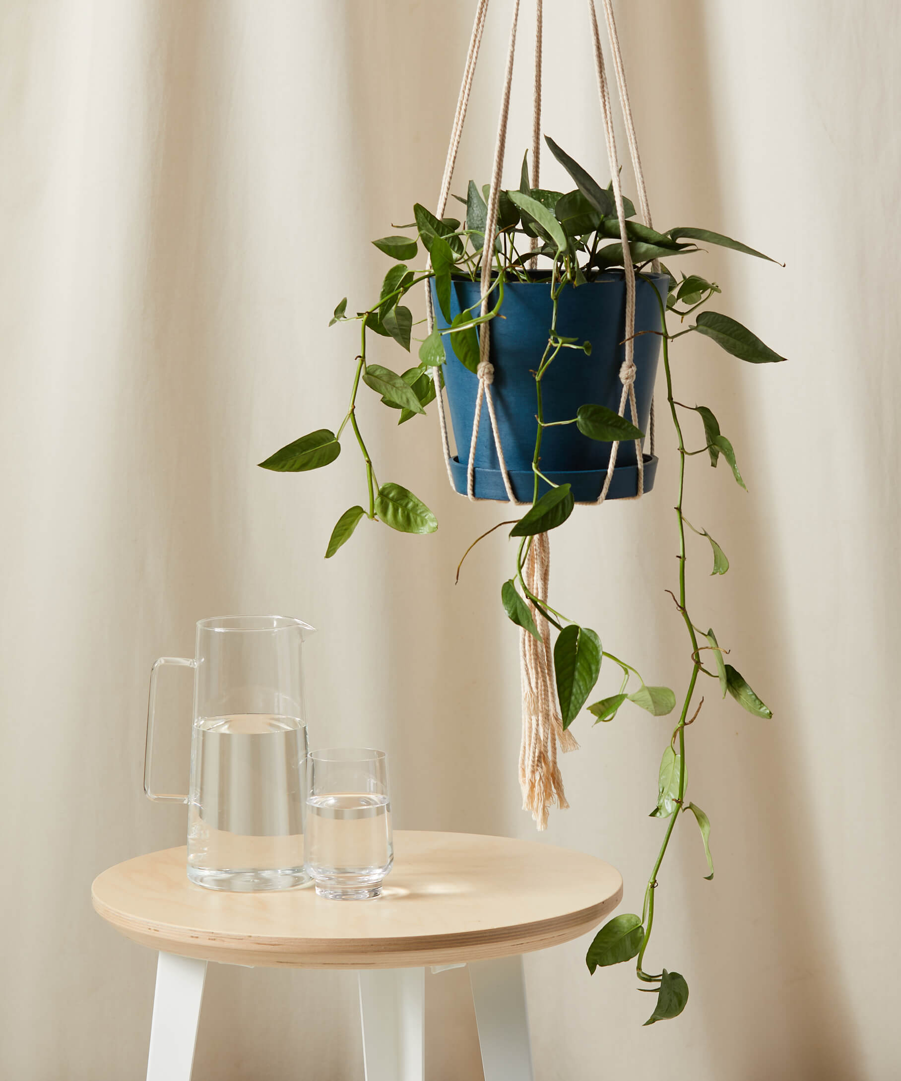 Cebu Blue Pothos