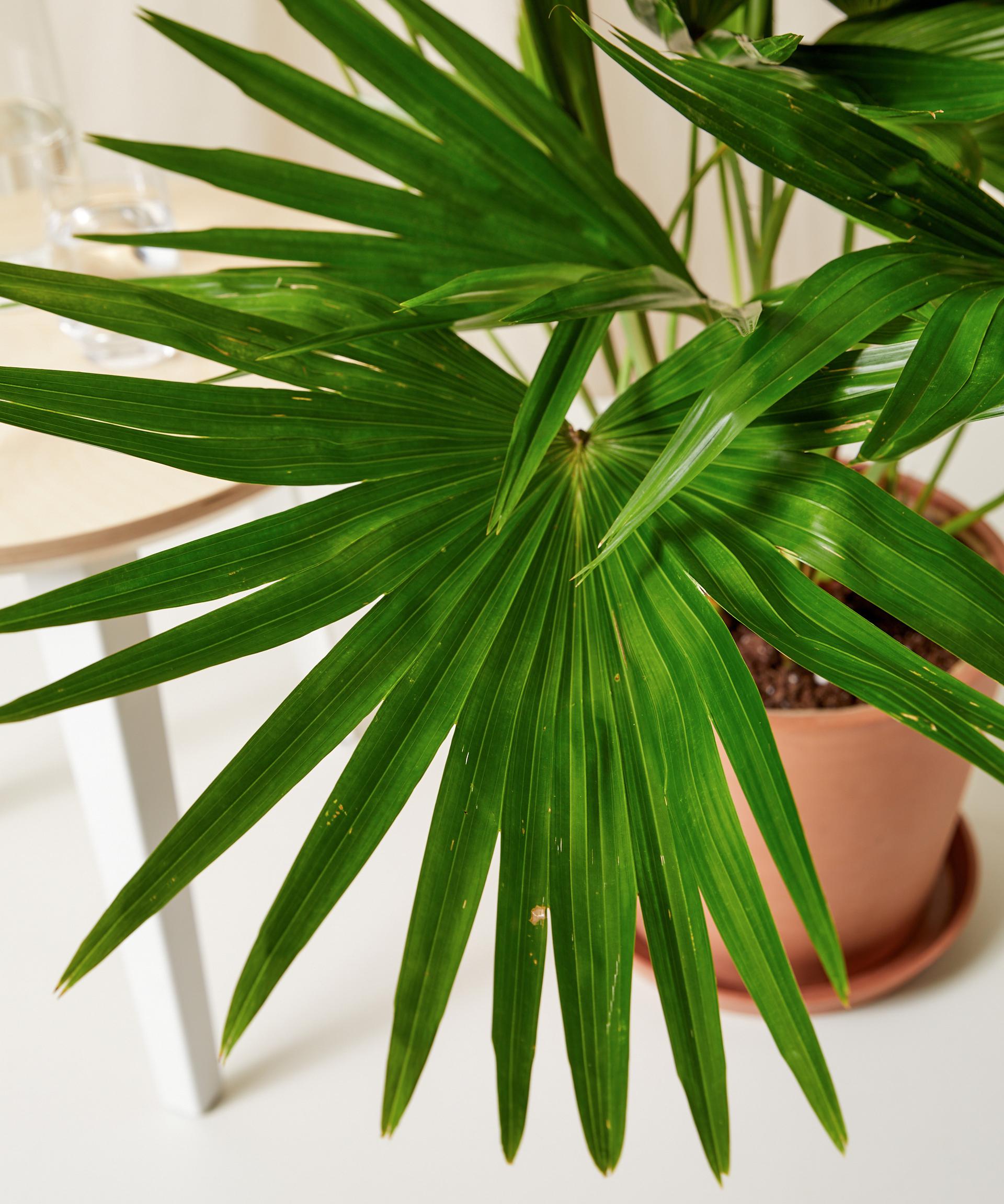 Chinese Fan Palm