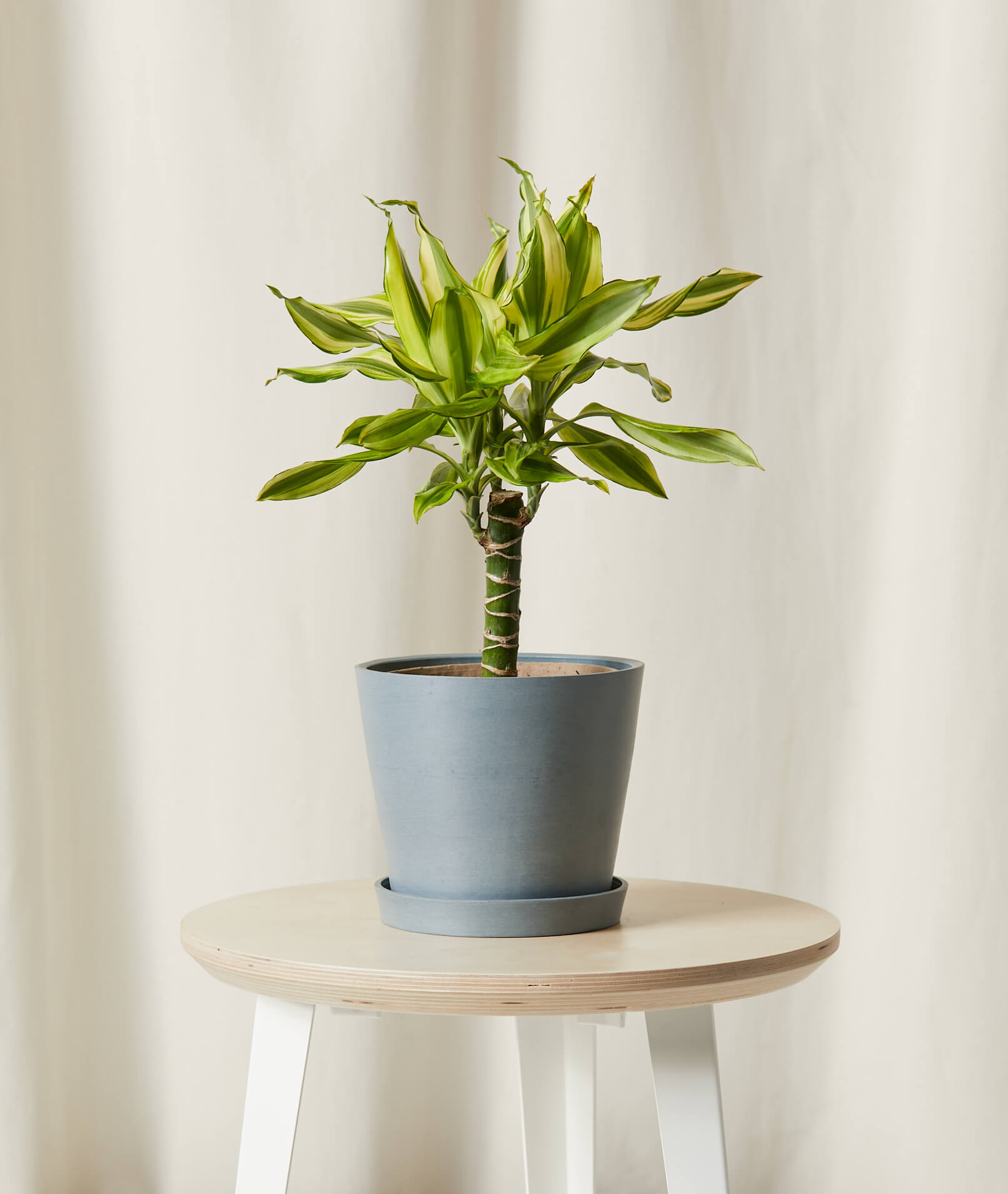 Dracaena Sol