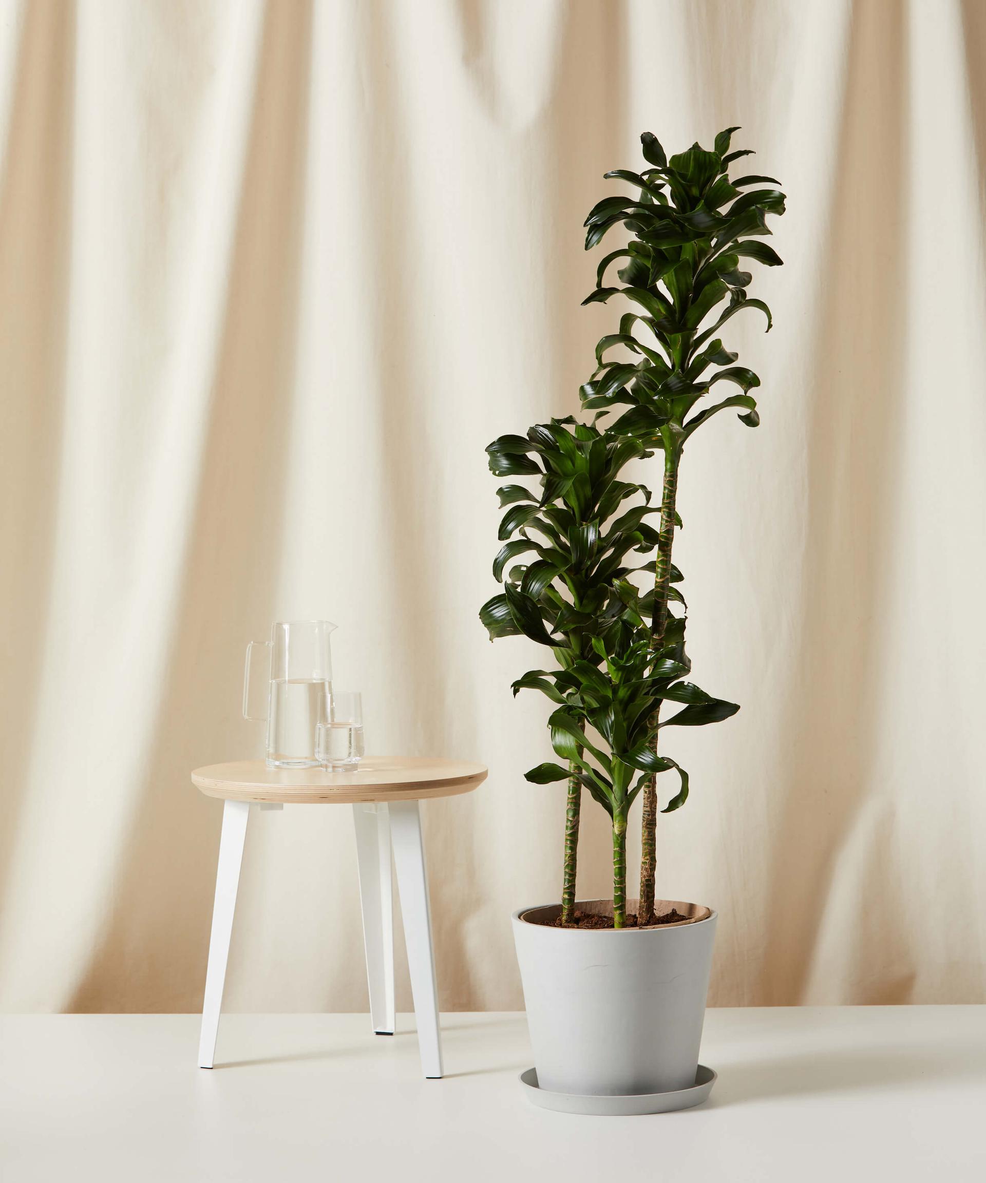 Dracaena Twister