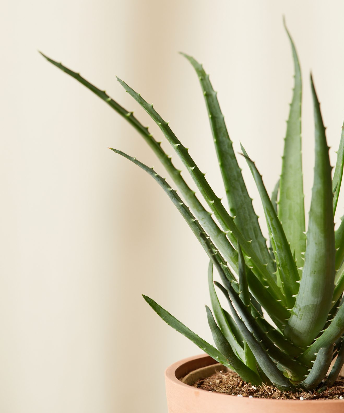 Hedgehog Aloe