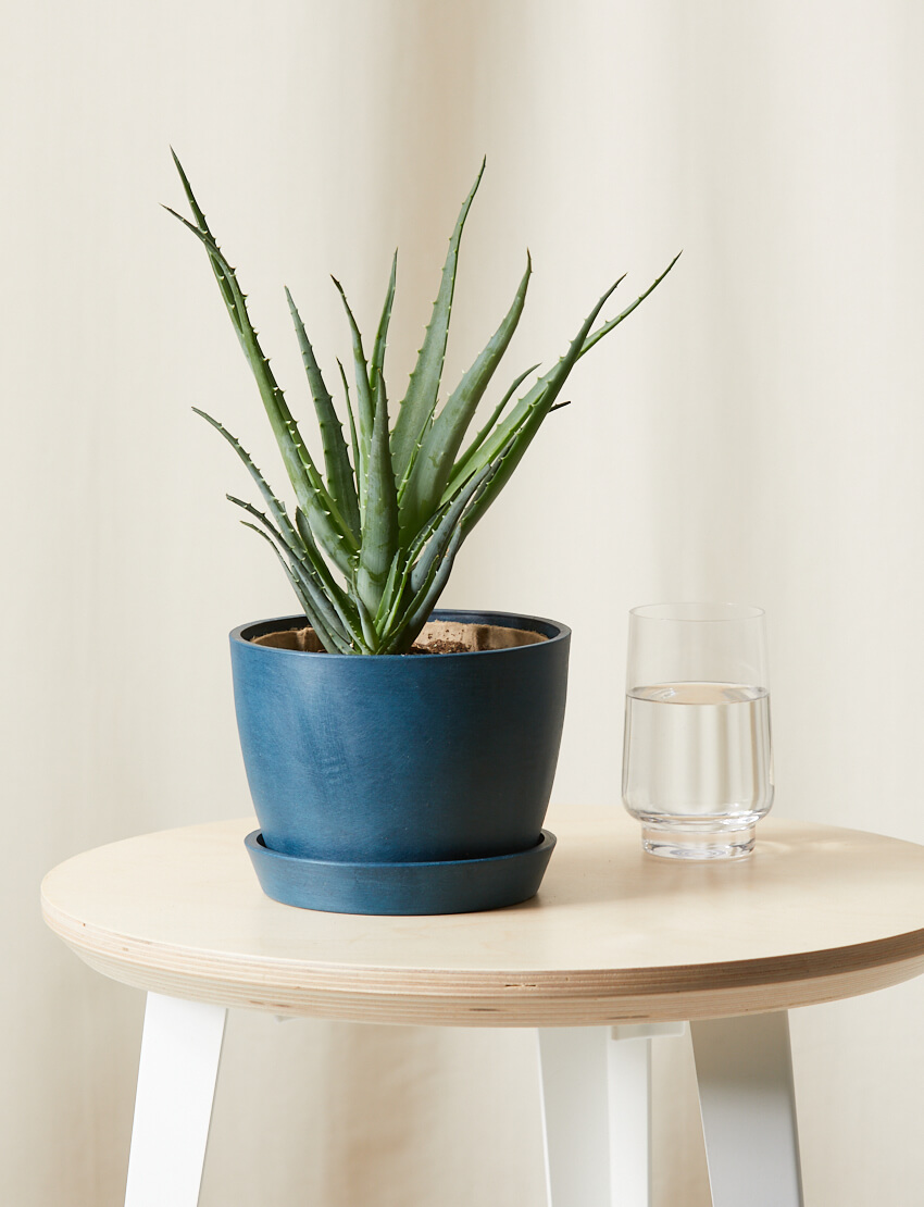 Hedgehog Aloe