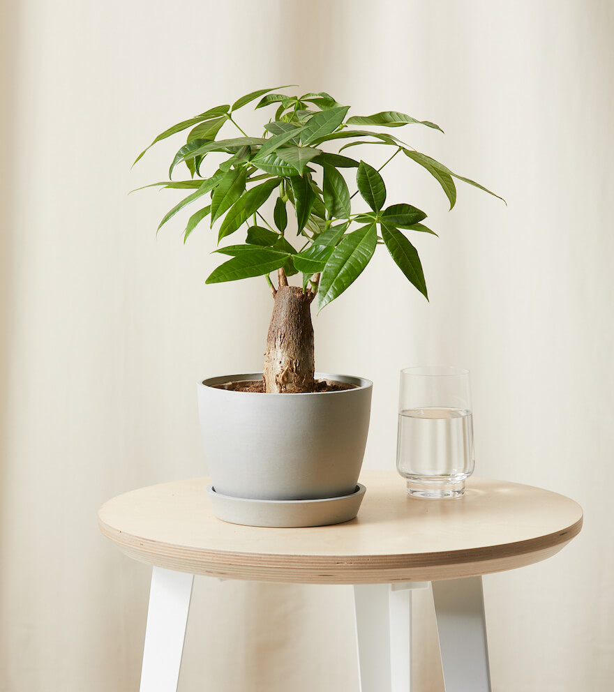 Mini Money Tree
