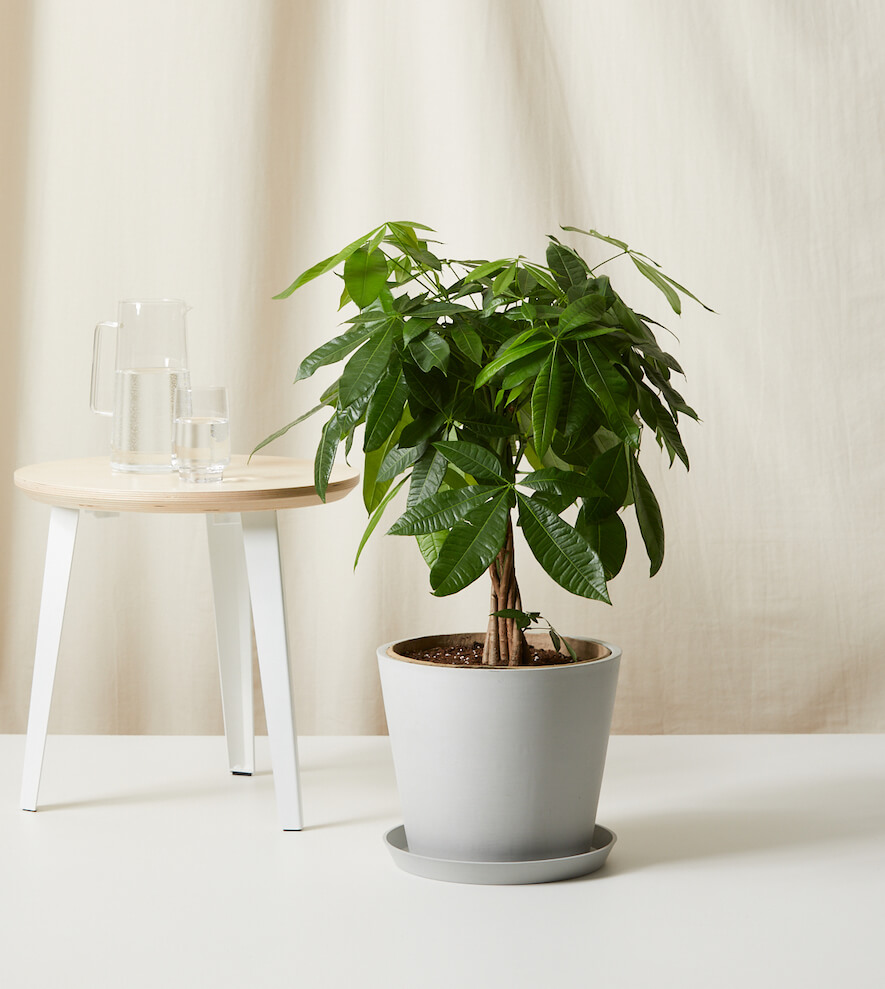 Money Tree