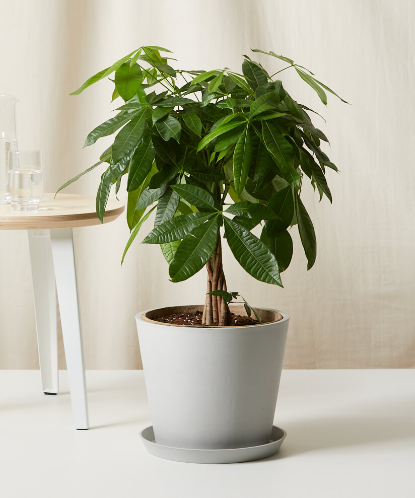 Money Tree in a Stone Pot