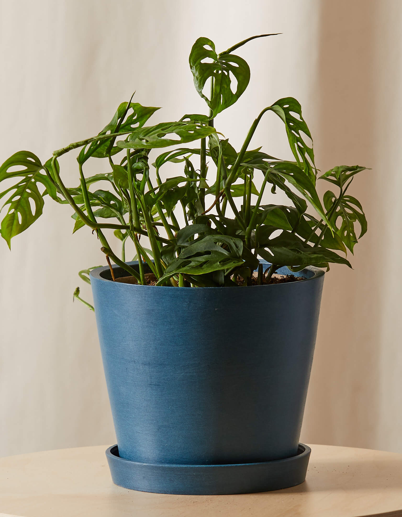 Monstera Adansonii