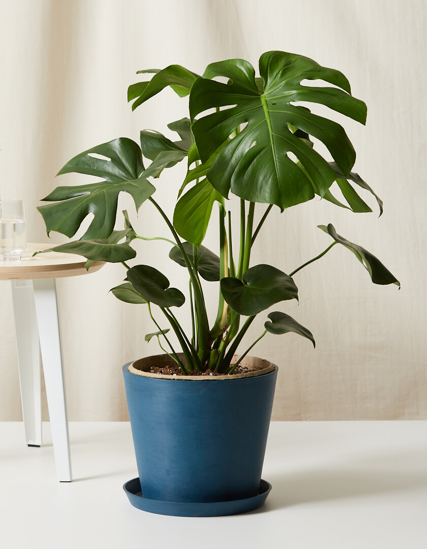 Monstera