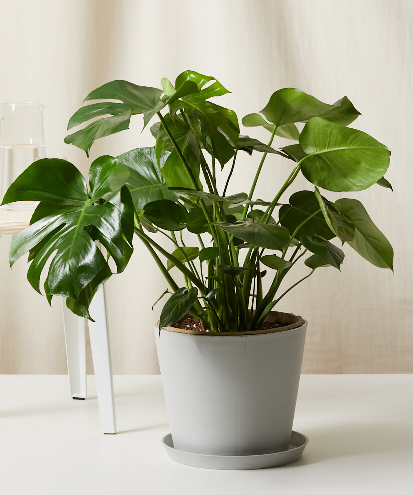 Monstera in a Stone Pot