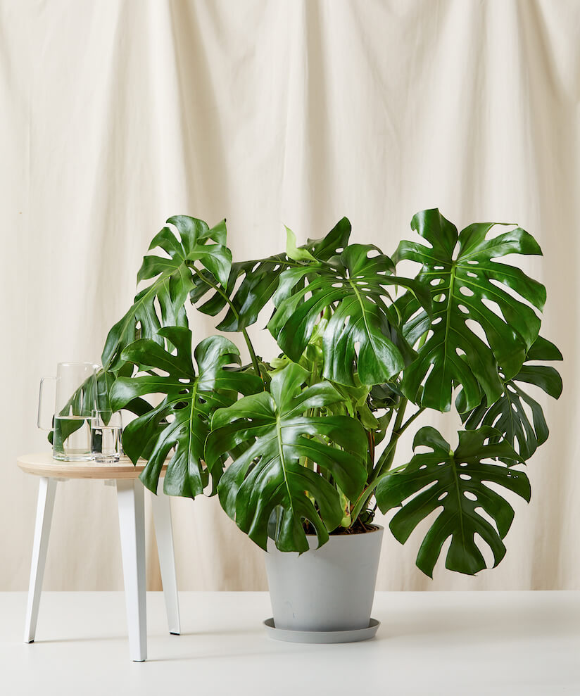 XL Monstera