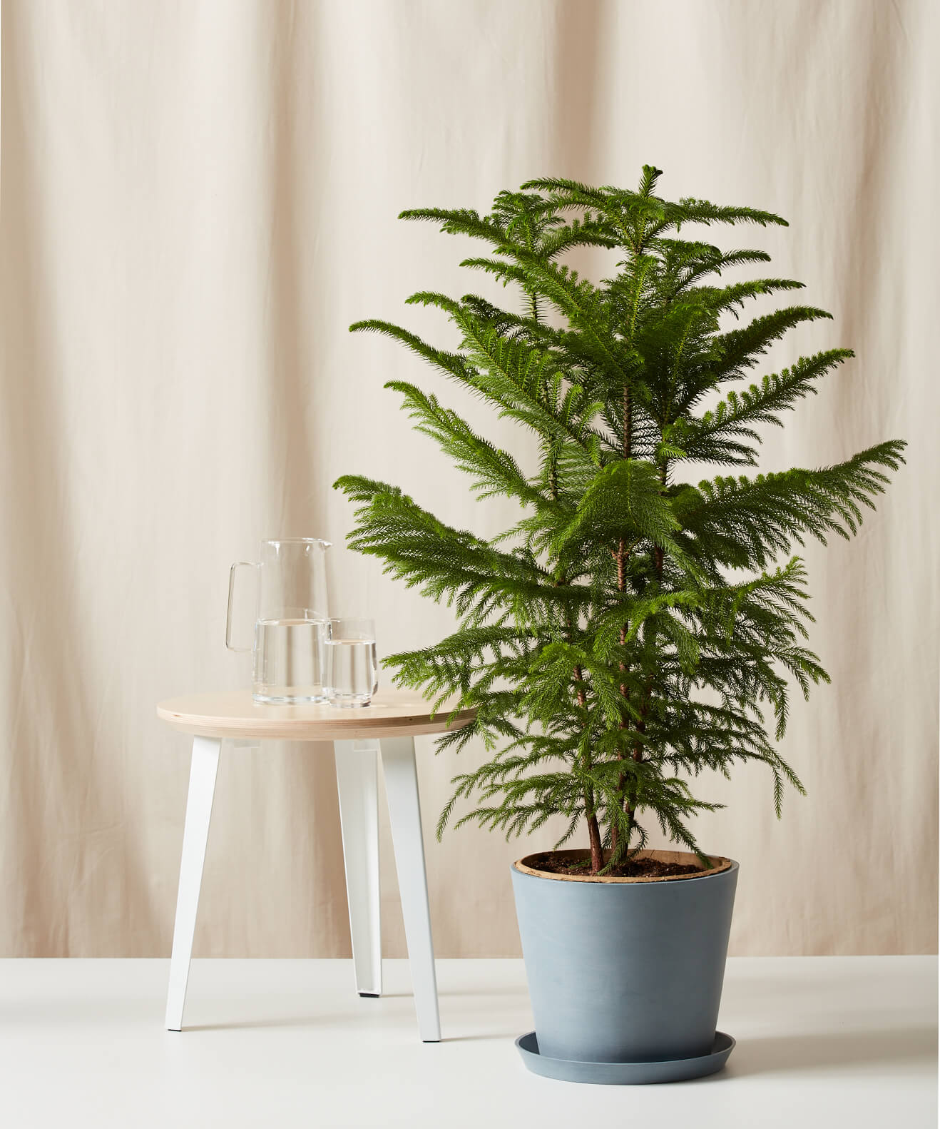 Norfolk Pine Tree