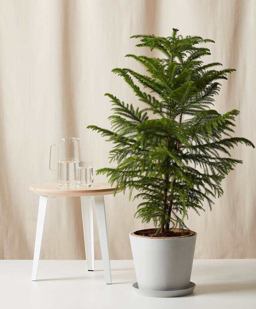 Norfolk Pine Tree