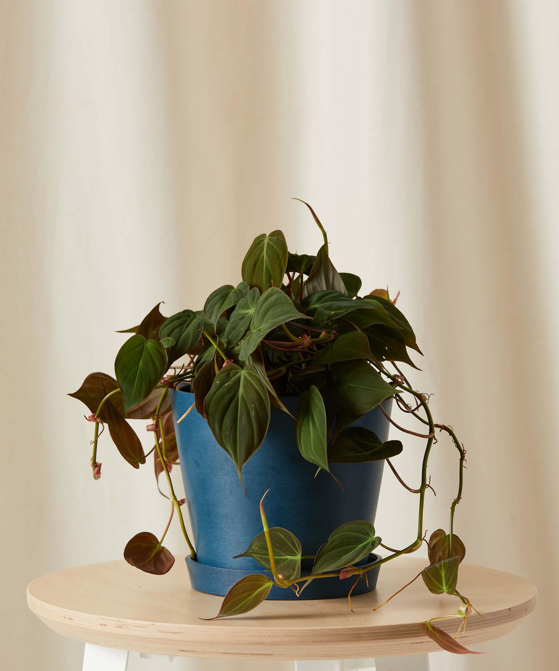 Philodendron Micans Velvet