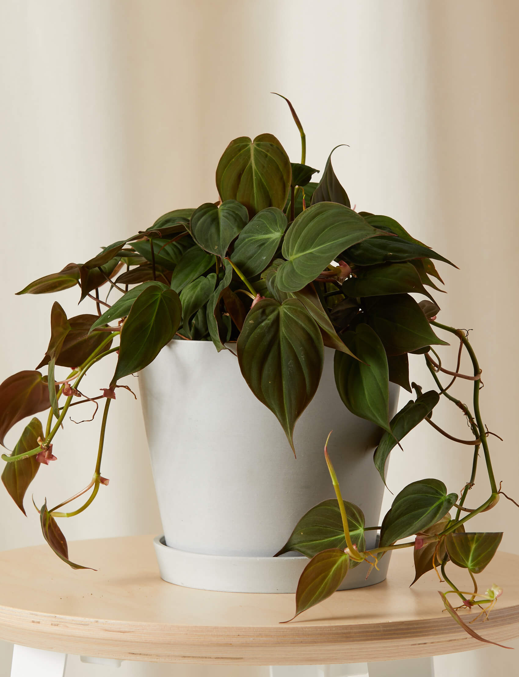 Philodendron Micans Velvet
