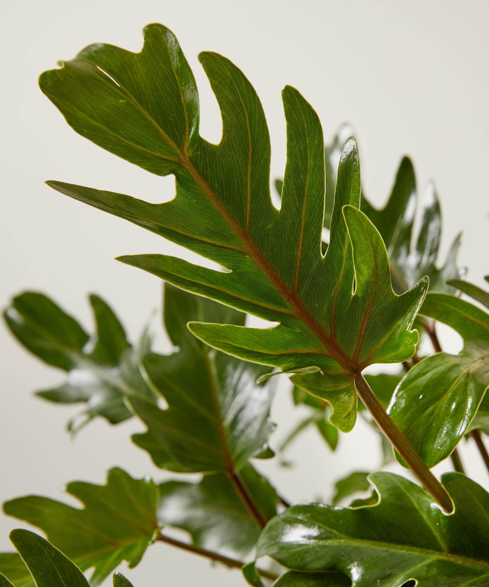 A close up of the Philodendron Xanadu