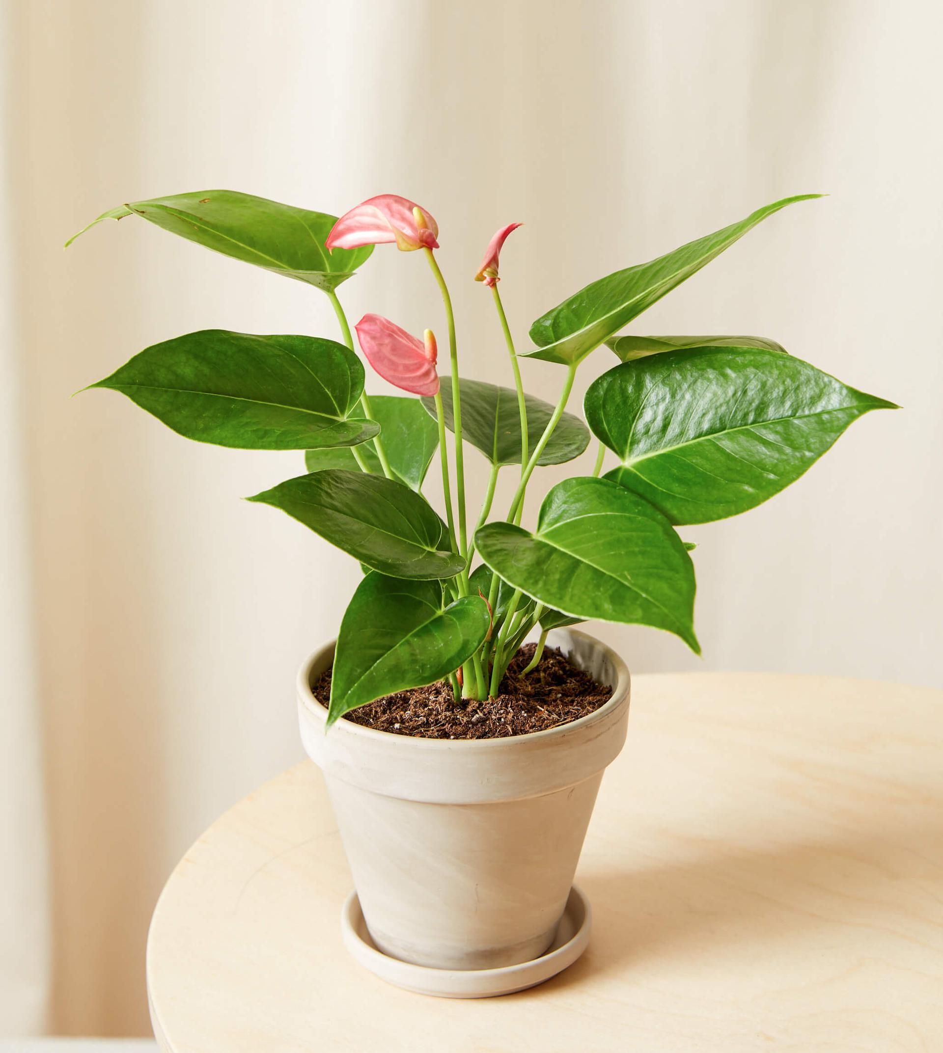 Pink Anthurium