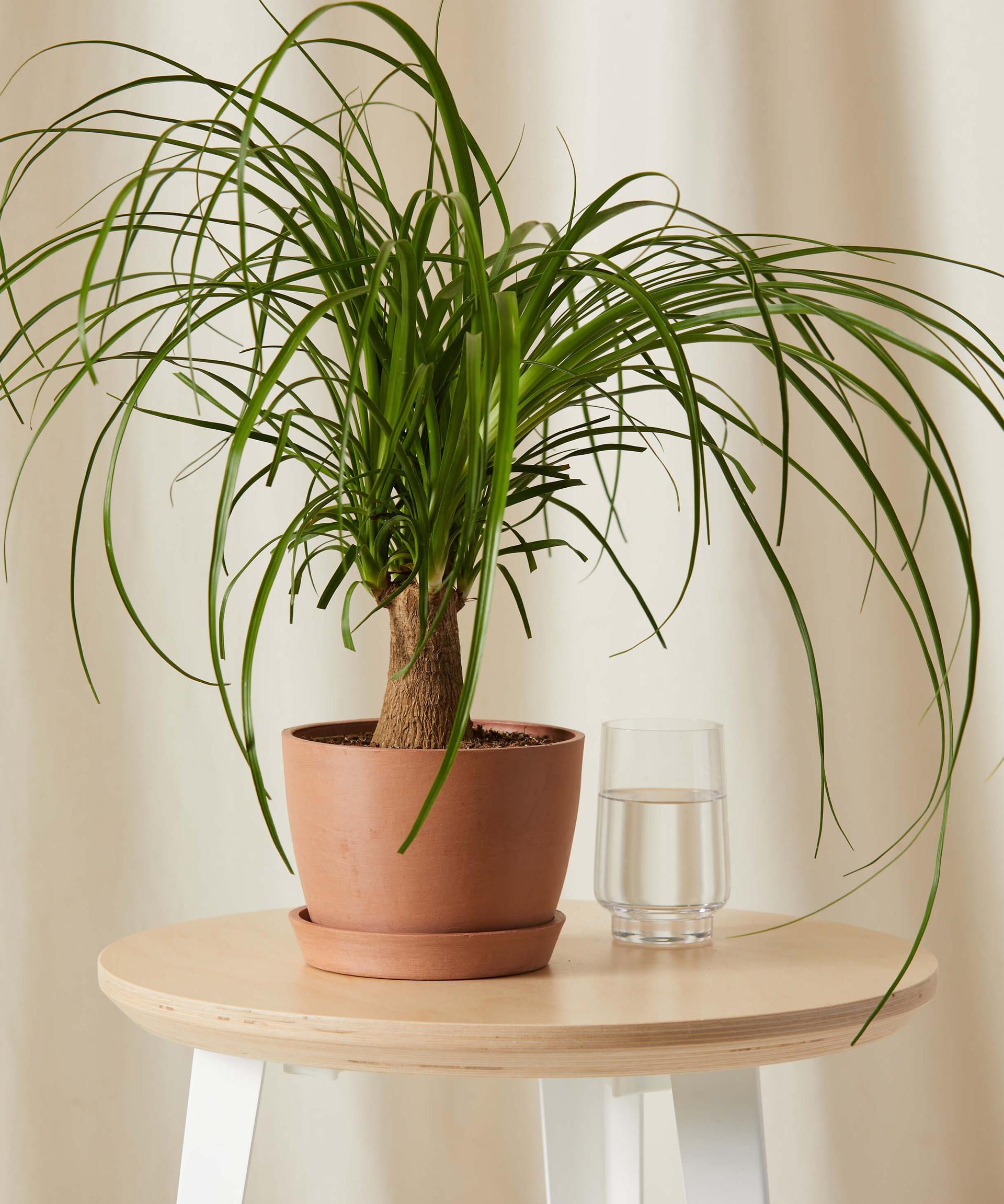 Mini Ponytail Palm
