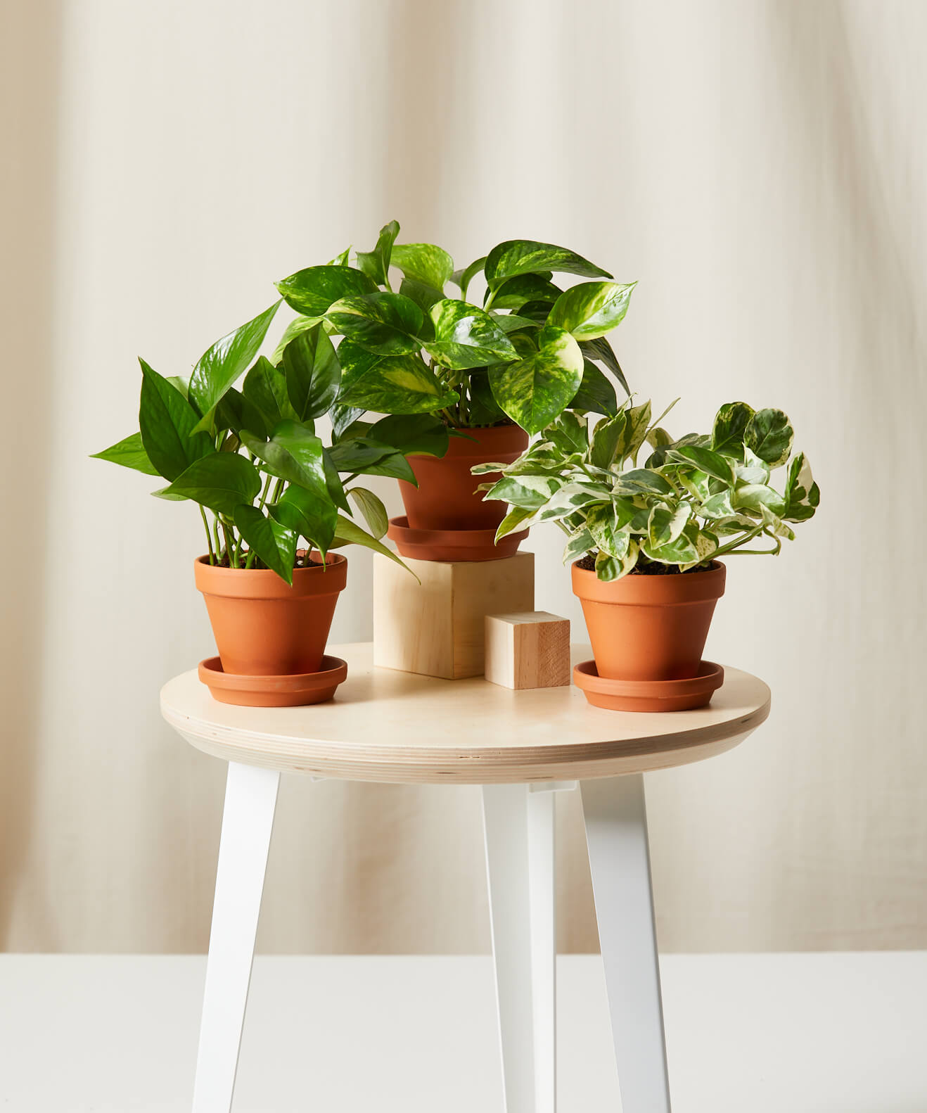 Pothos Collection