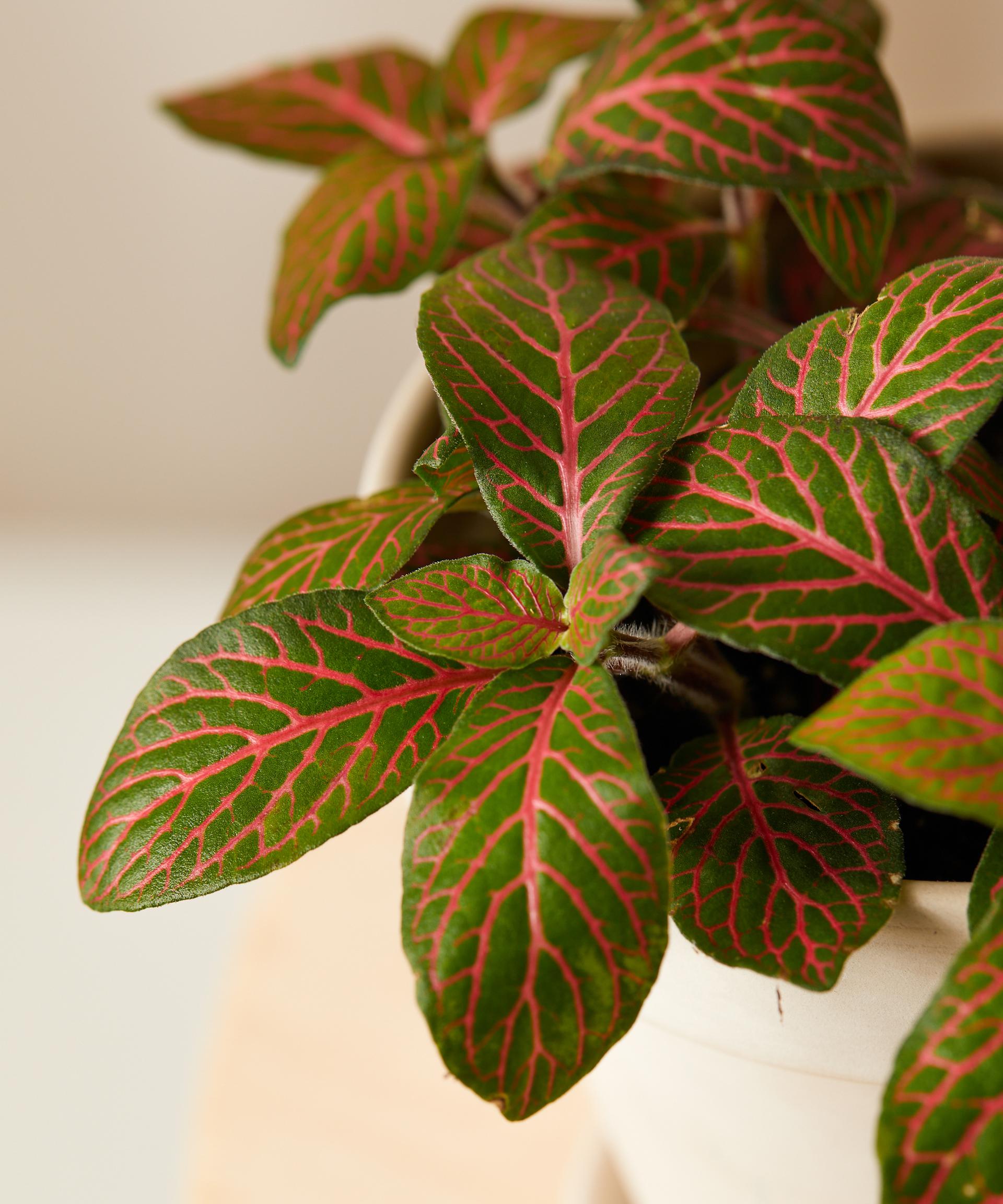 Red Fittonia Collection