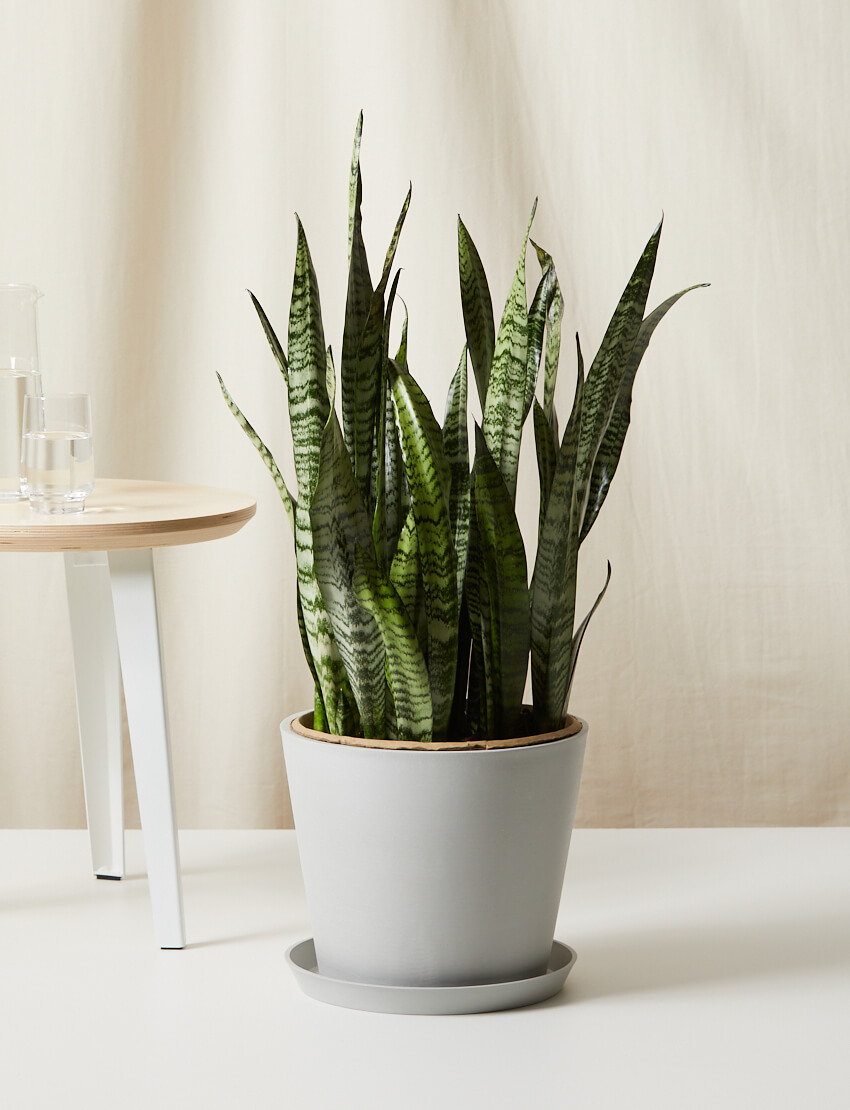 Sansevieria