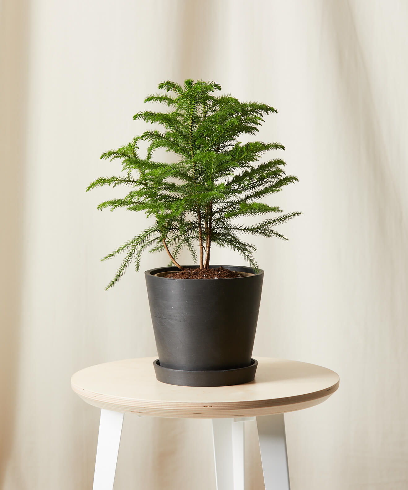 Tabletop Norfolk Pine
