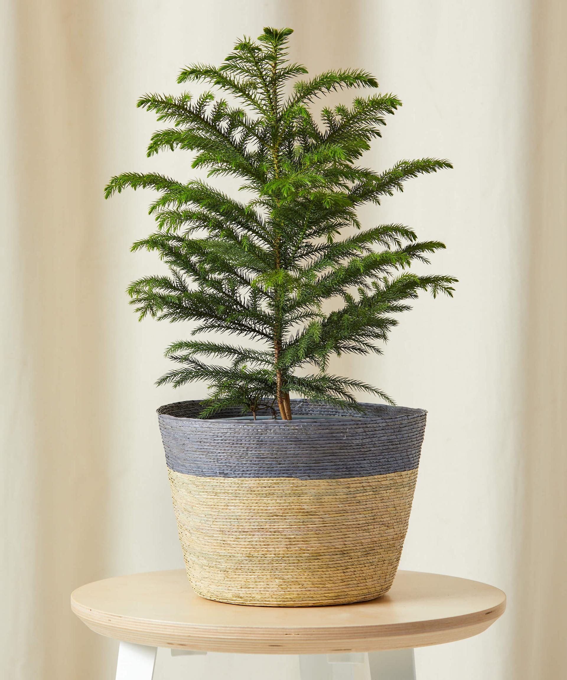 Tabletop Pine & Medium Woven Basket