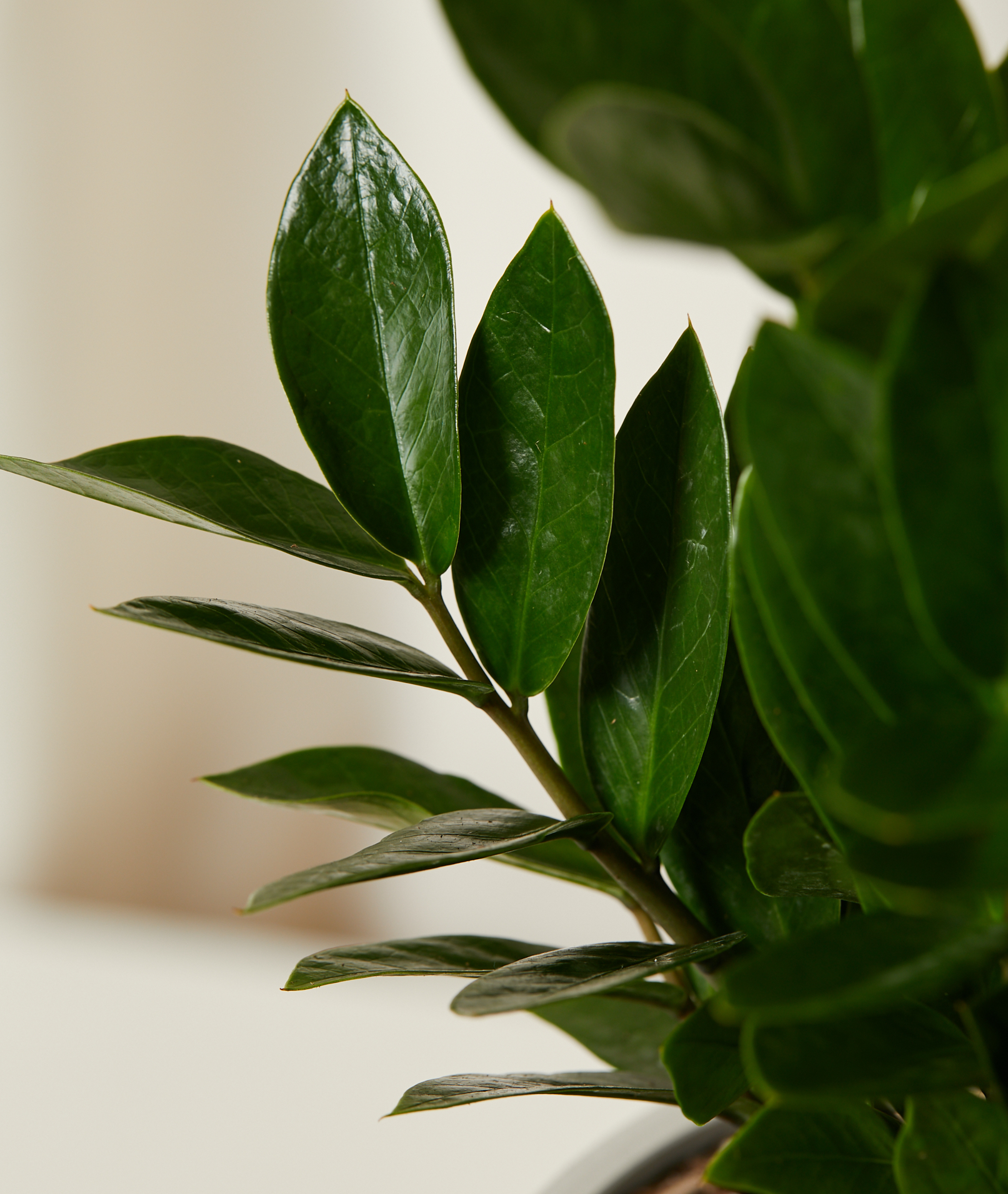 Close up of the zz plant leaves