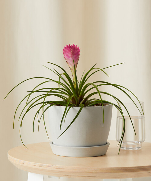 Bromeliad Summer