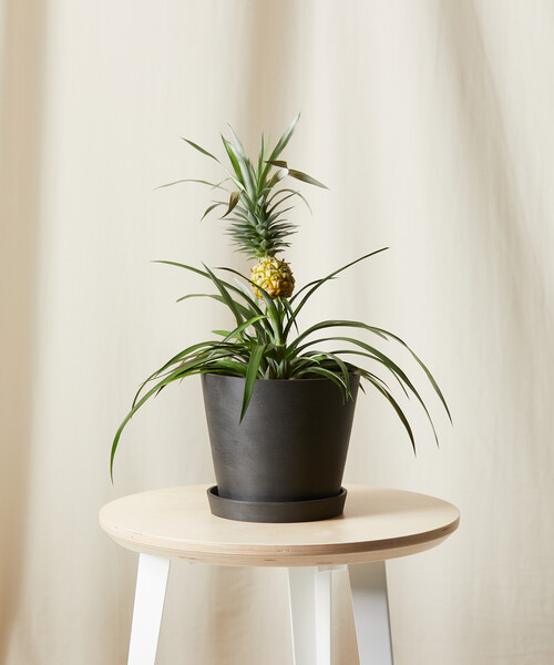 Bromeliad Pineapple