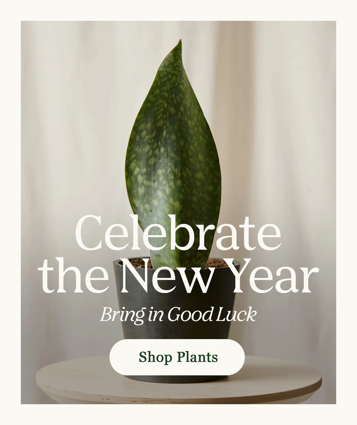 Celebrate the New Year