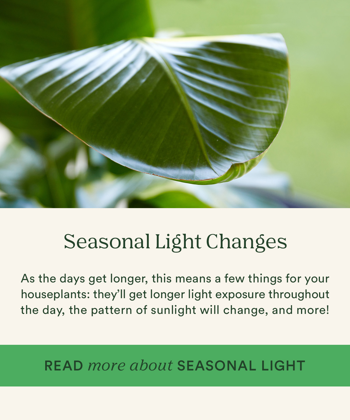 Check Out the Spring Plant Care Guide 🌸 Bloomscape