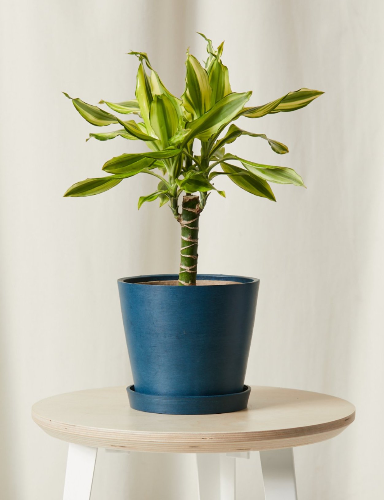 Potted Dracaema Sol in an Indigo Pot