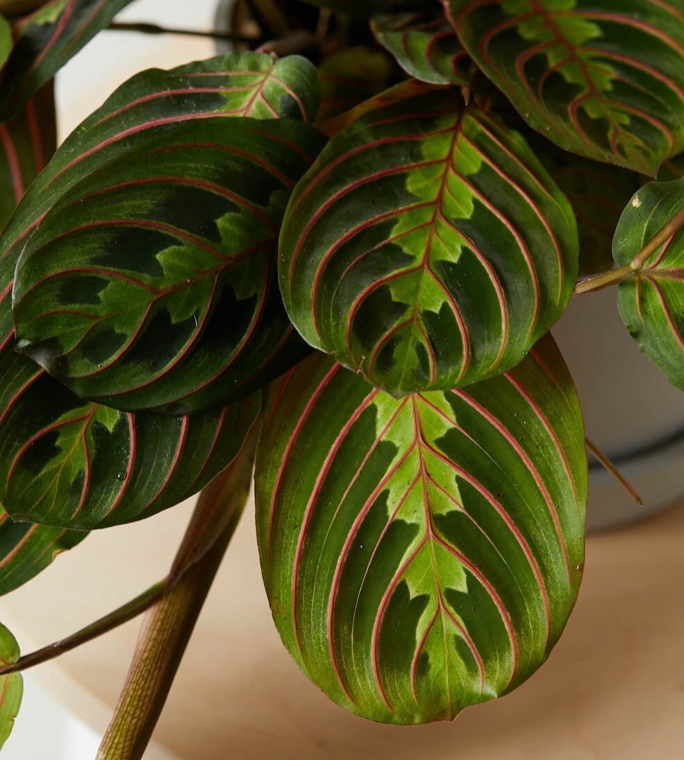 Red Prayer Plant
