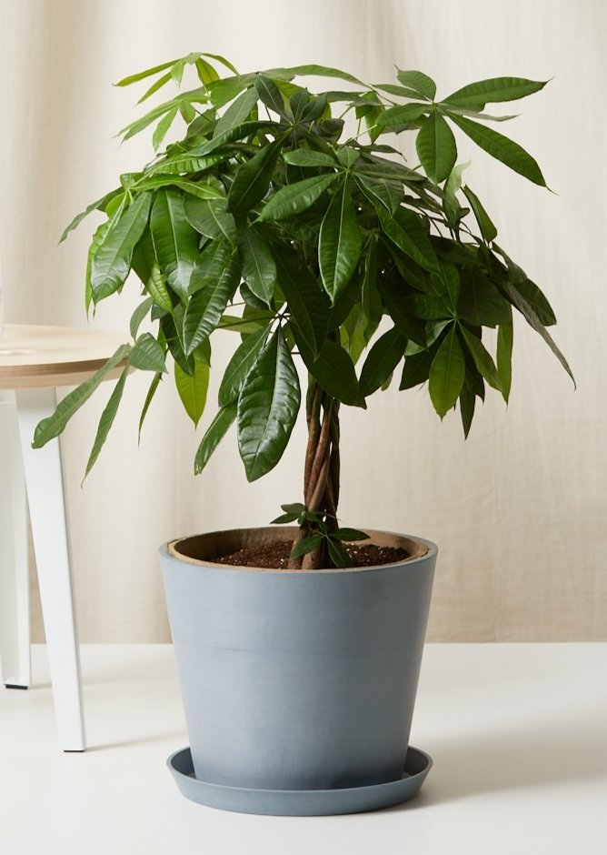 Potted Money Tree