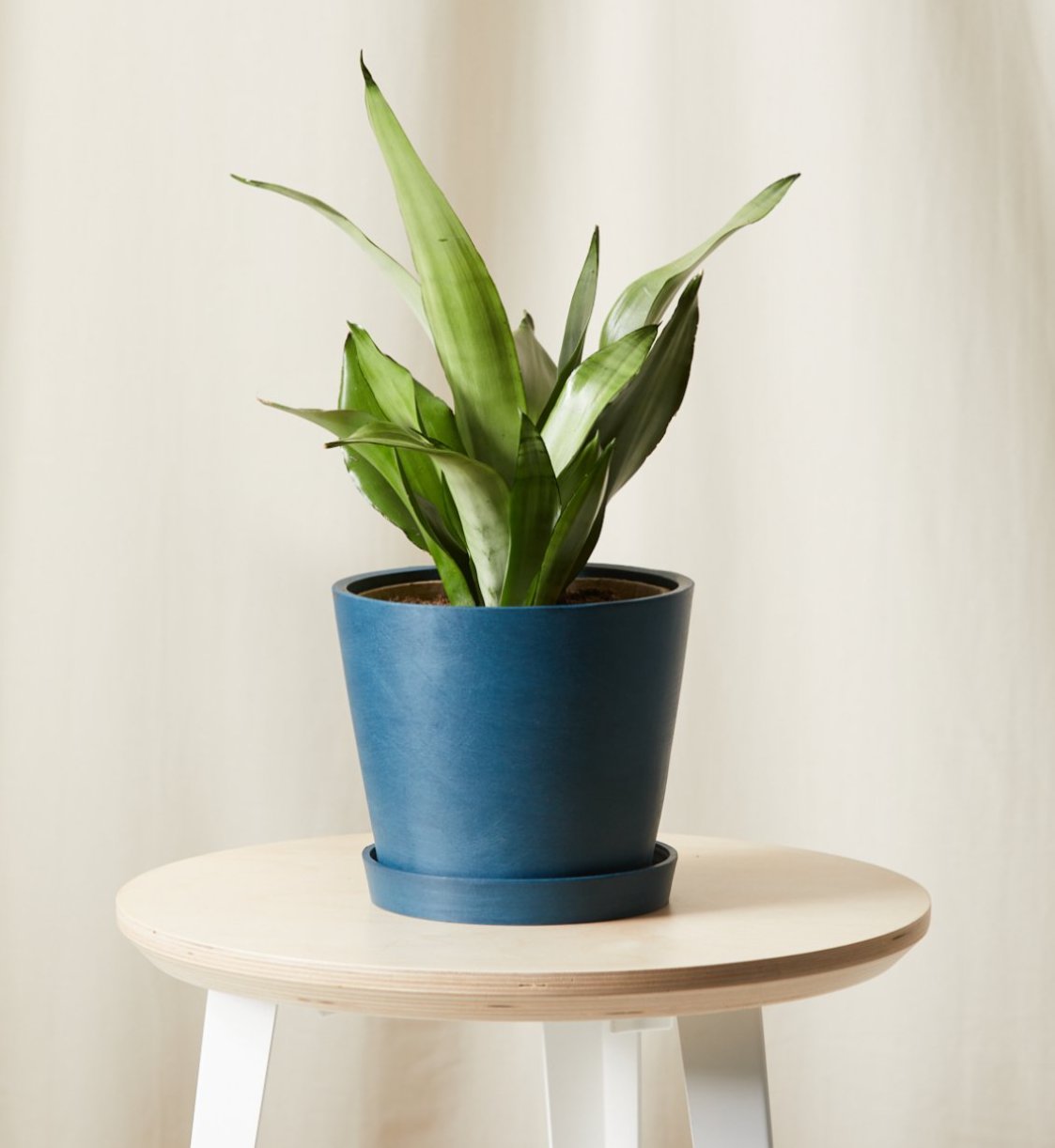 Potted Sansevieria Moonshine in an indigo pot.