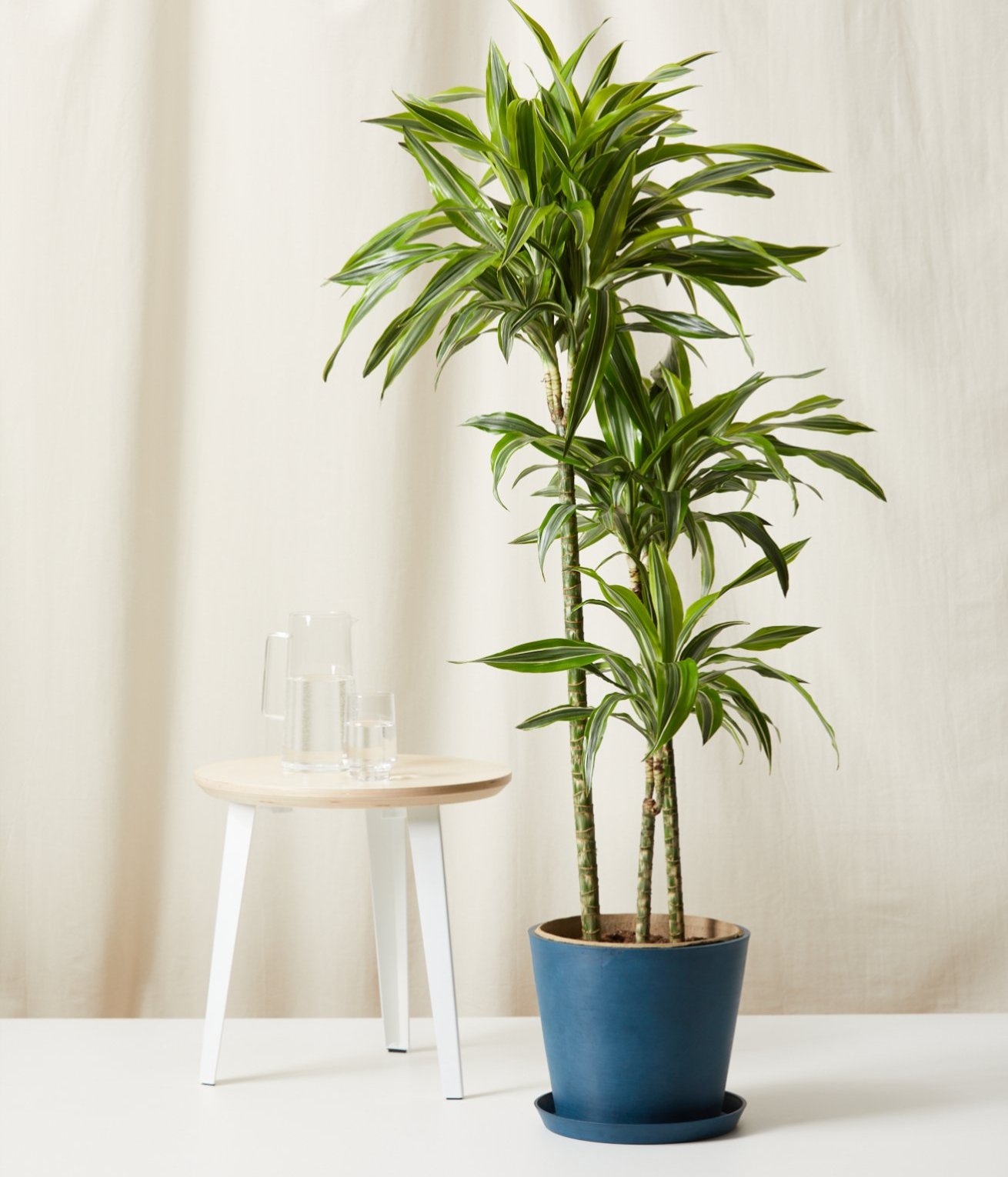 Potted Dracaena Gold Star in an Indigo Color Pot