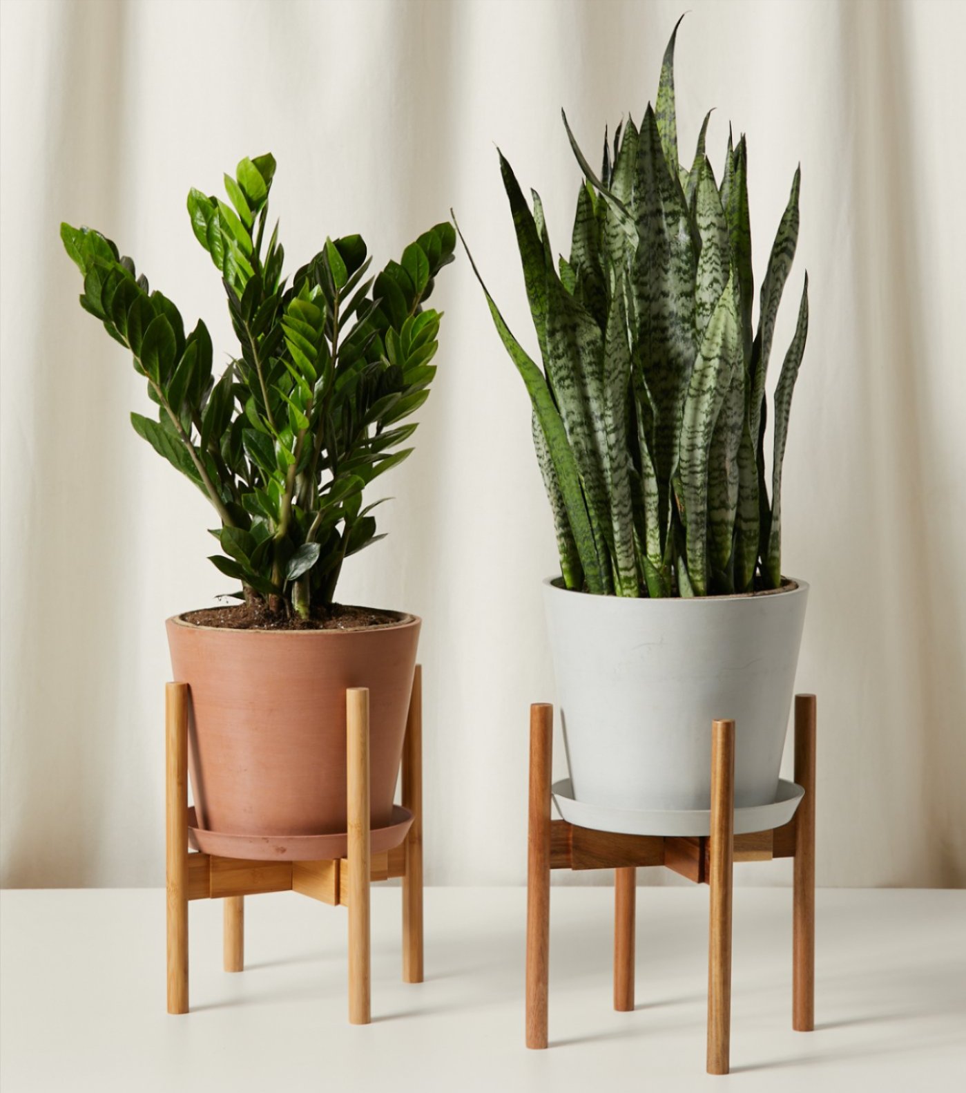 2 Potted Plants Sitting in Plant Stands