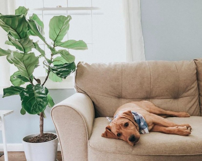 Group of friends hanging out in a lush living room full of tall, large, full plants!