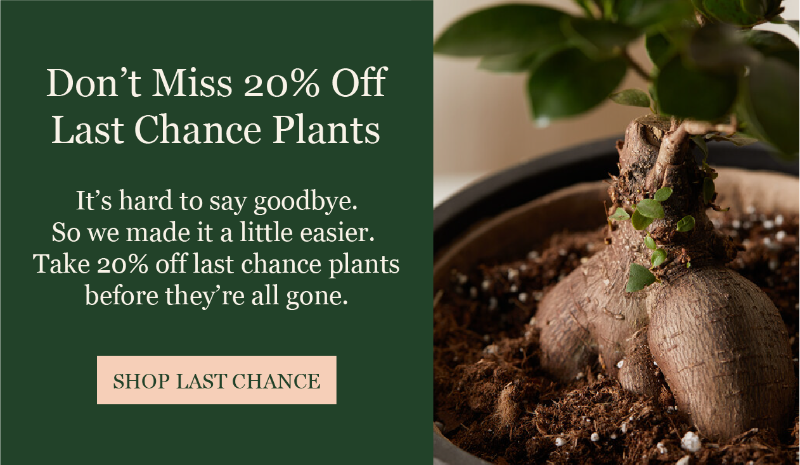 Last Chance Plants