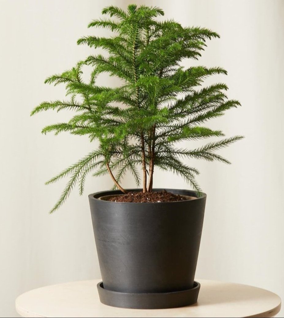 Tabletop Norfolk Pine