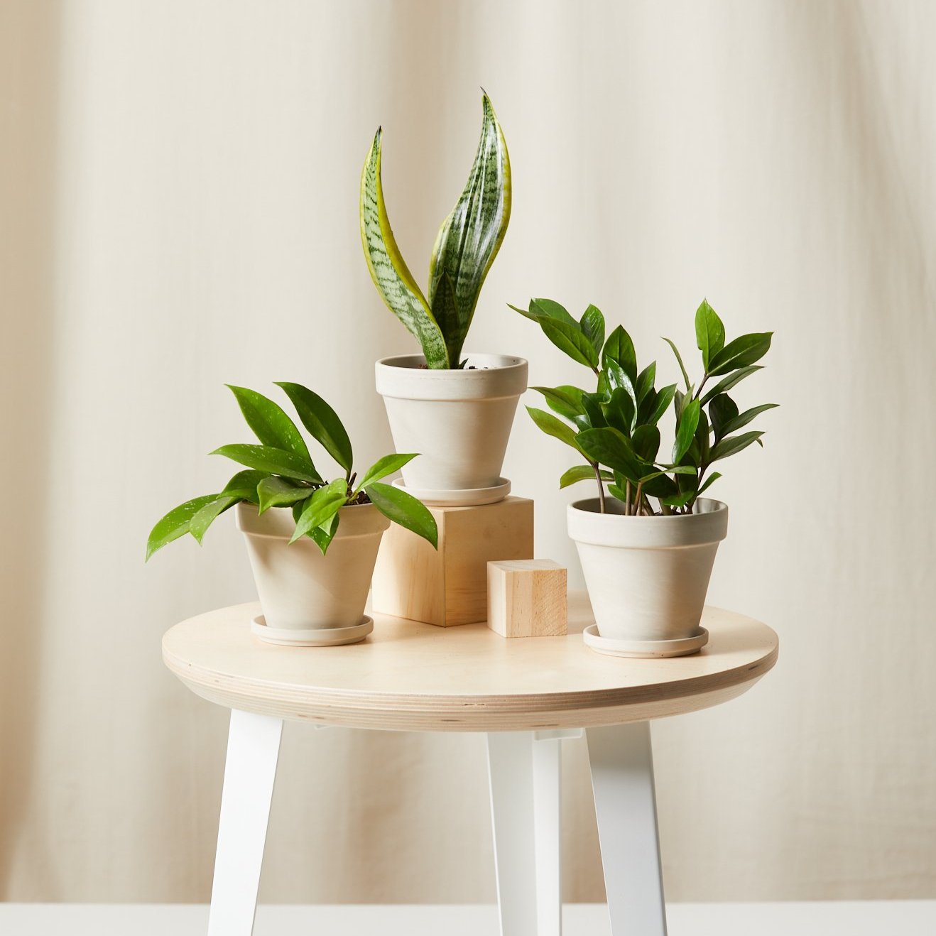 Indoor Plants